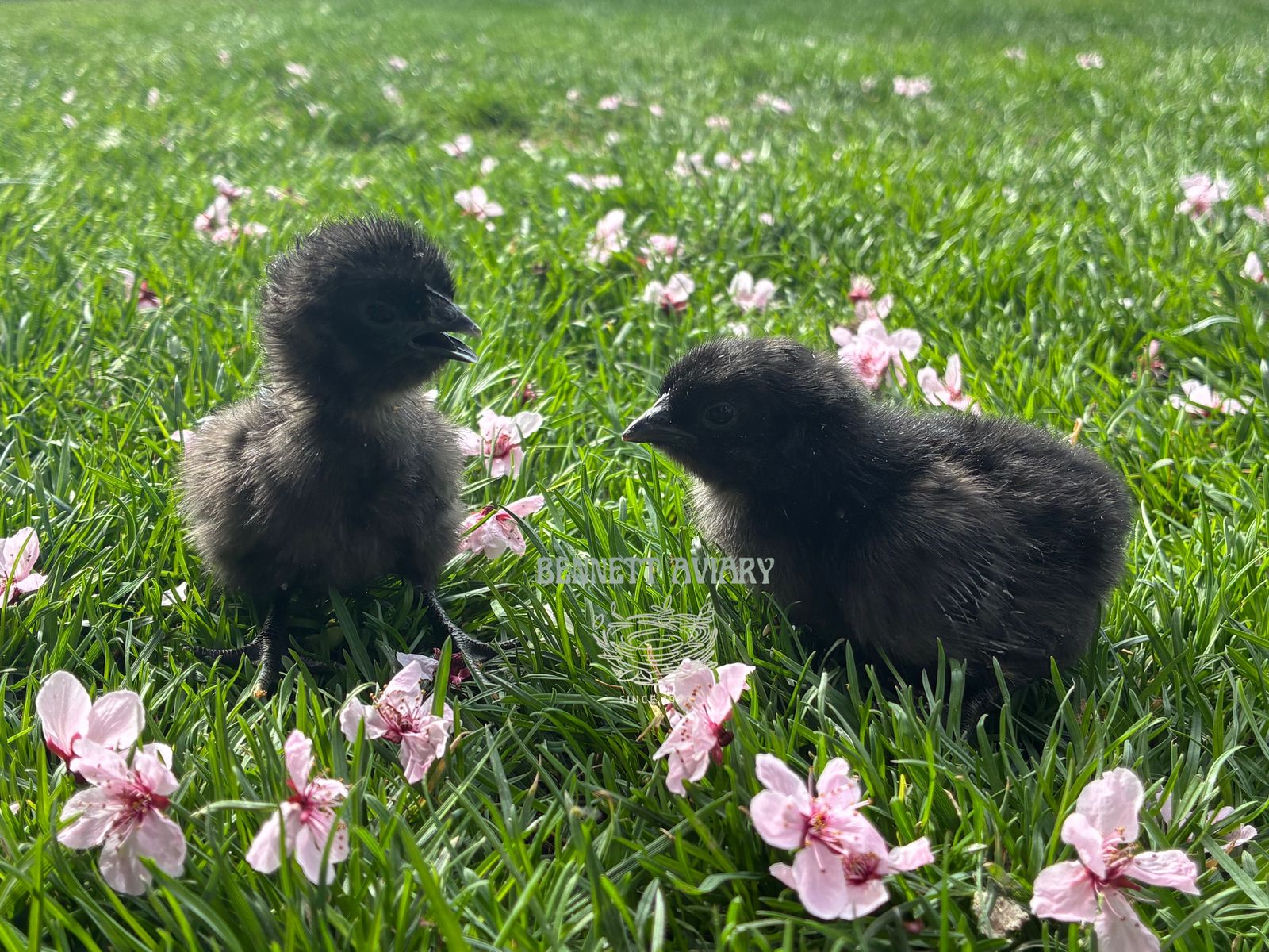 Fresh Ayam Cemani Chicks
