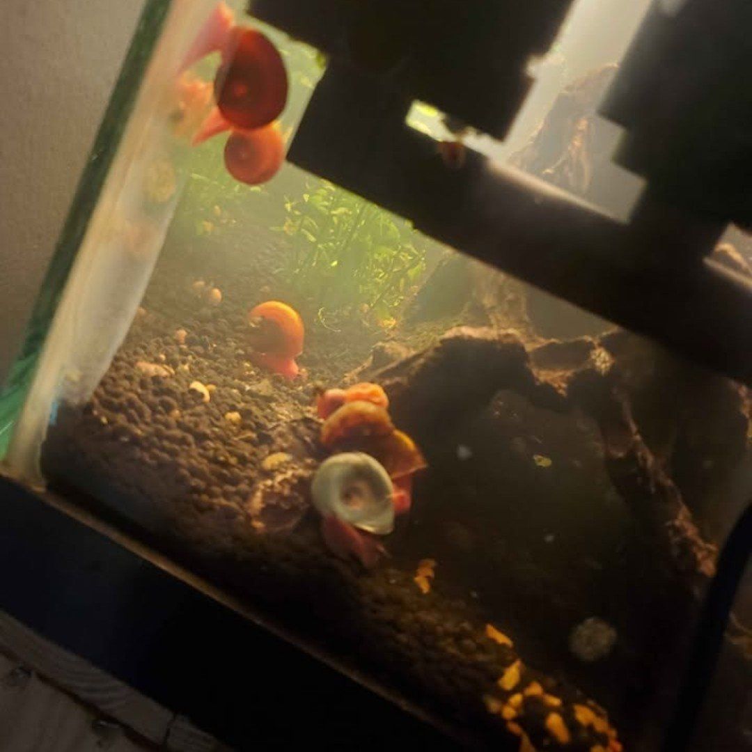 snails for fish tank