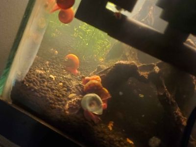 snails for fish tank