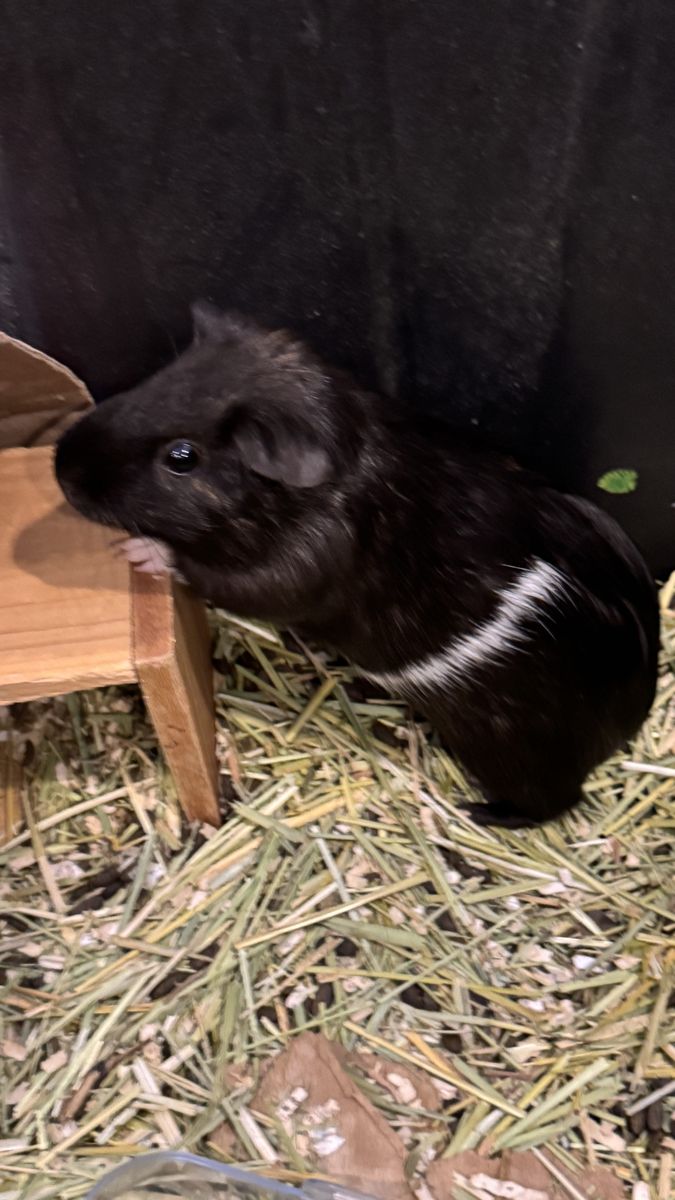 3 week old female guinea pig and mama