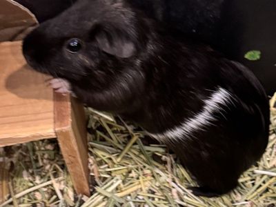 3 week old female guinea pig and mama