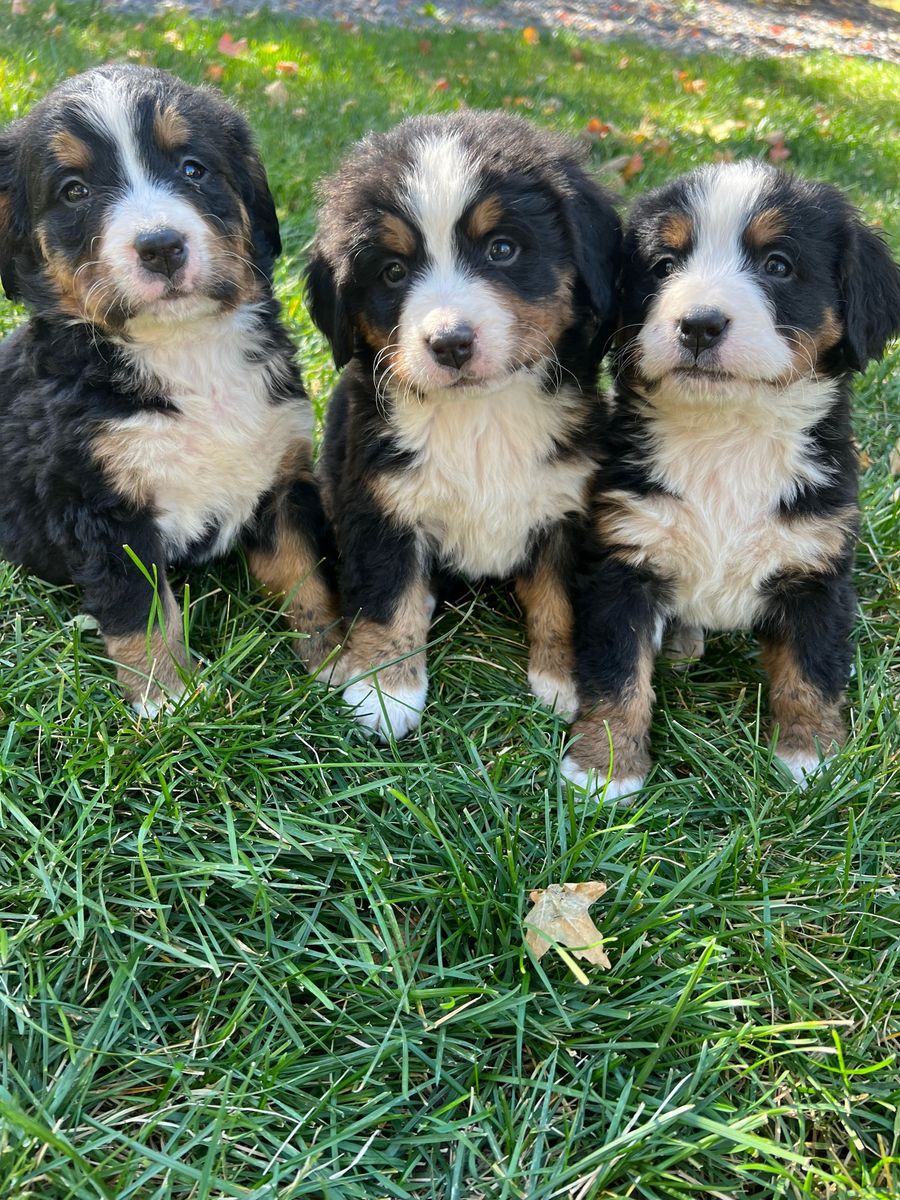 AKC bernese mountain dog puppies
