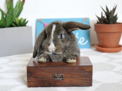 Lucky lops Rabbitry Pedigreed Mini Lop Rabbits for sale