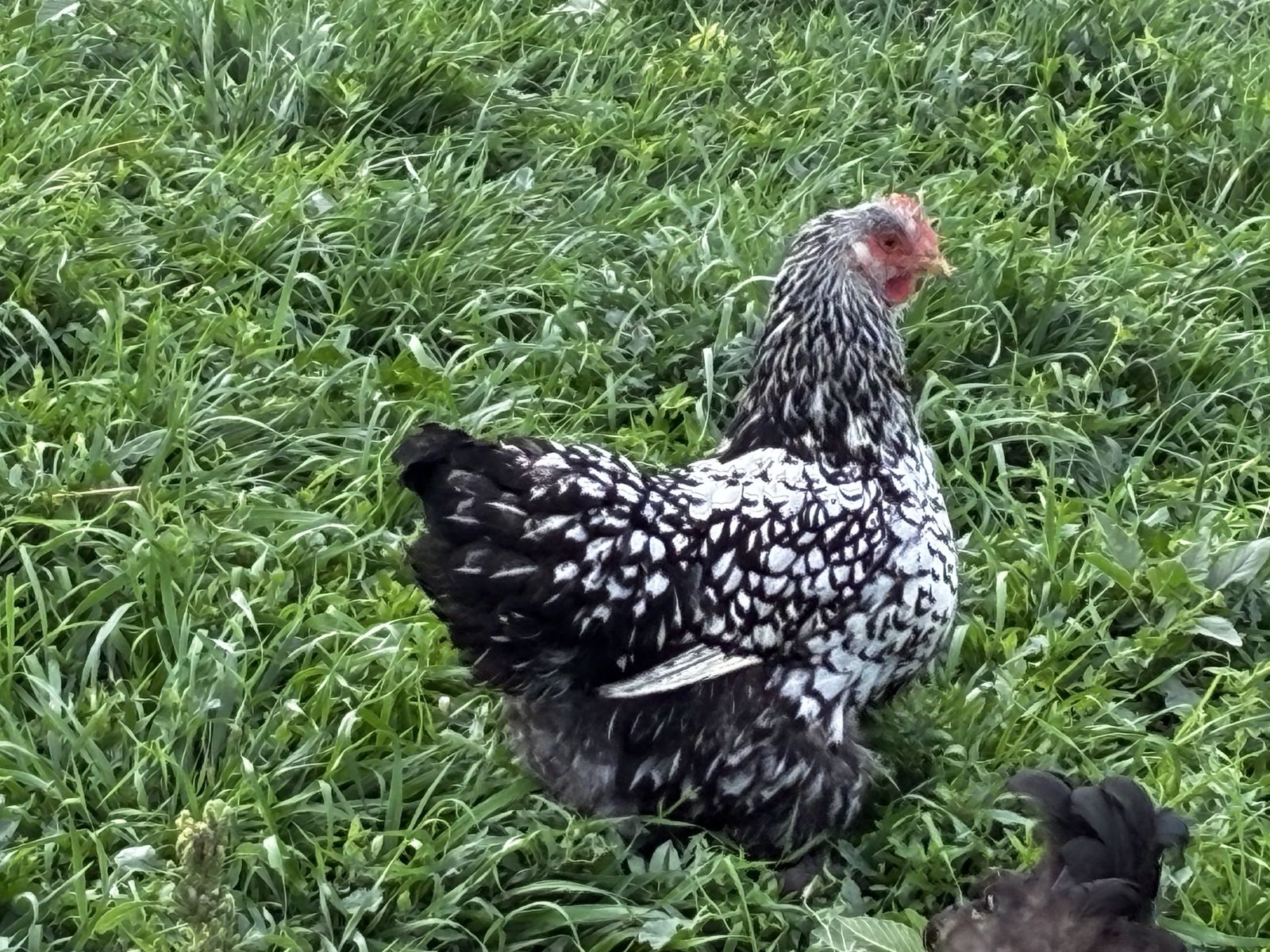 Silver Laced and Black Cochin hens