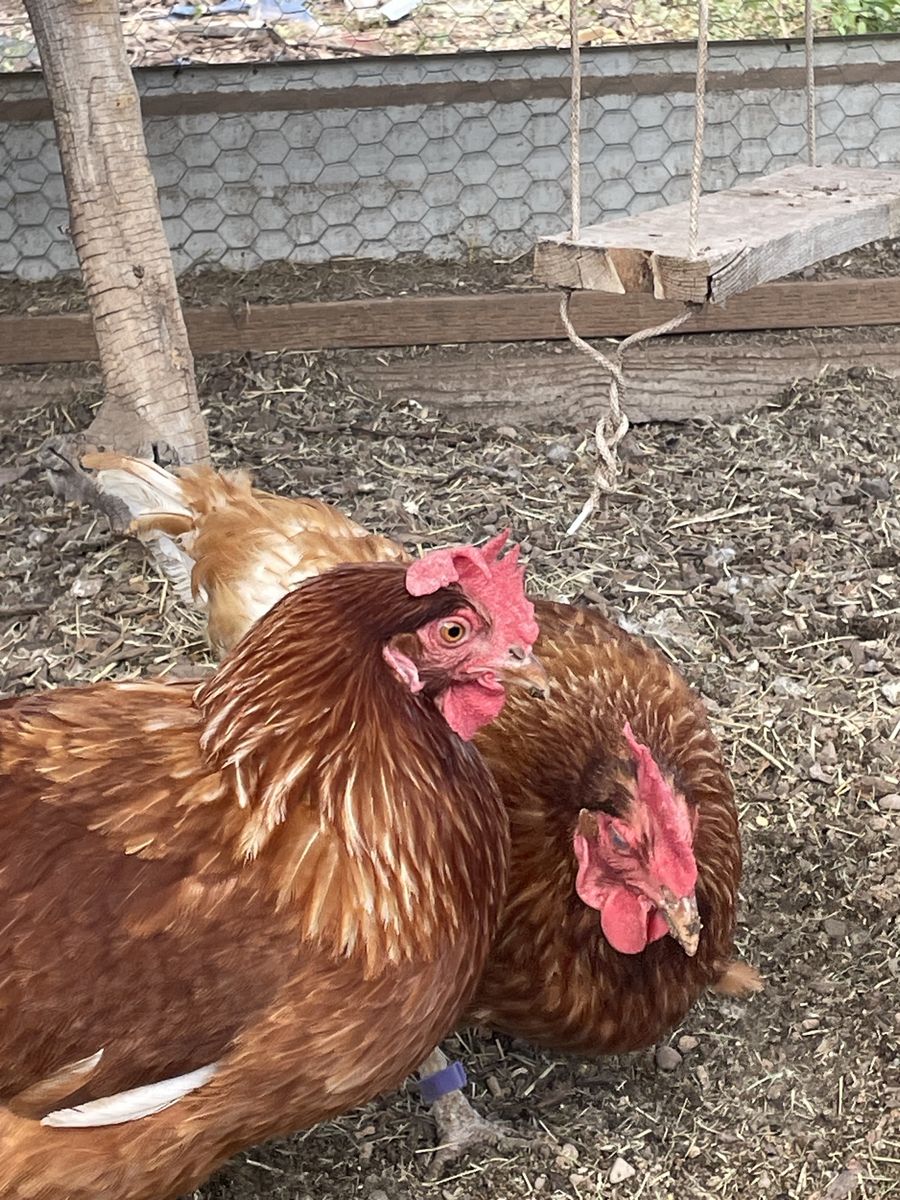 ISA Brown Laying hens only 1.5yrs old