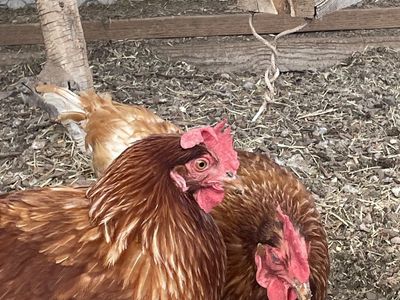 ISA Brown Laying hens only 1.5yrs old