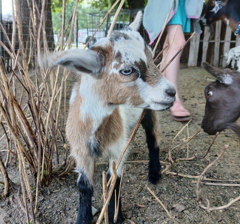 Nigerian Dwarf Goat Kids