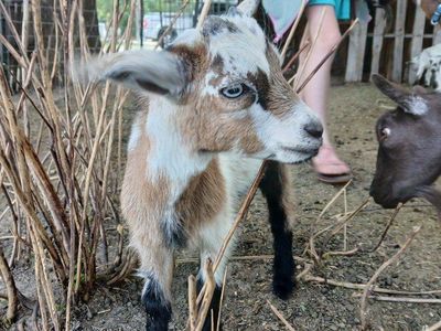 Nigerian Dwarf Goat Kids