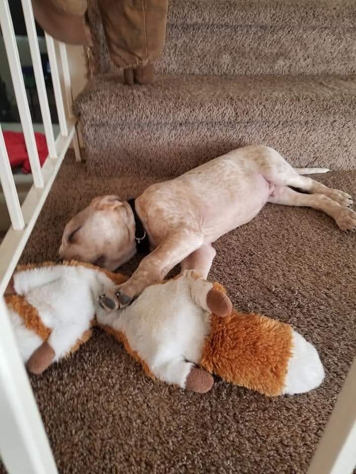 Please read all Rehoming my dogs and Cat