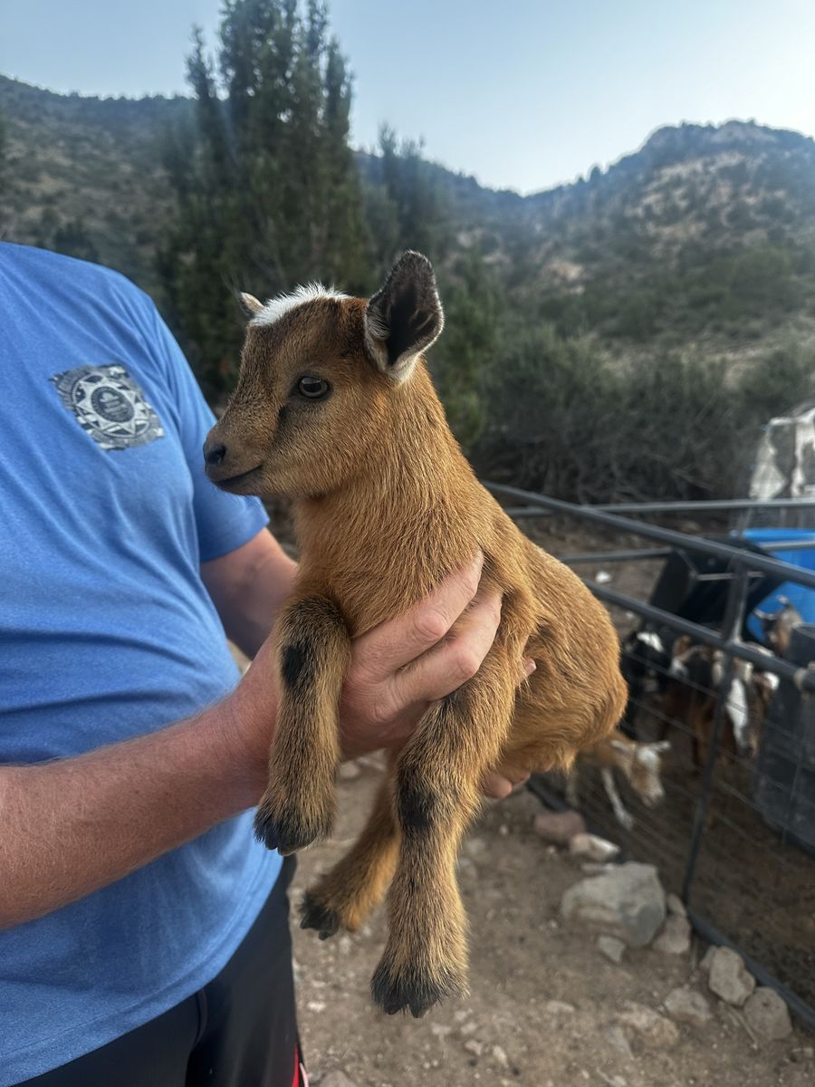 Nigerian Dwarf & Boar Goats - Bucklings, Does, Doelings