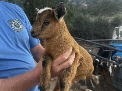 Nigerian Dwarf & Boar Goats - Bucklings, Does, Doelings