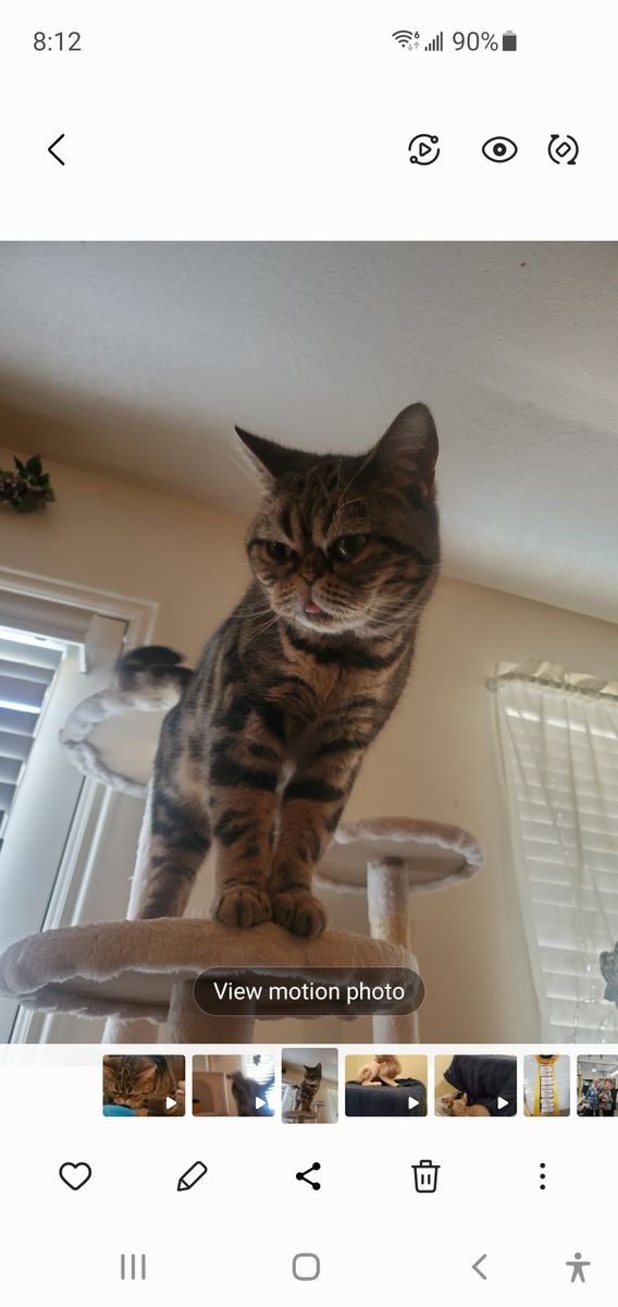 American Shorthair female cat registered.