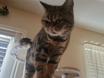 American Shorthair female cat registered.