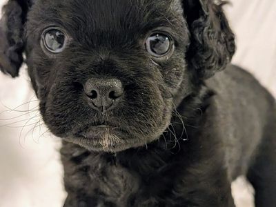 FrenchieDoodle FrenchBulldog/Doodle Hypoallergenic