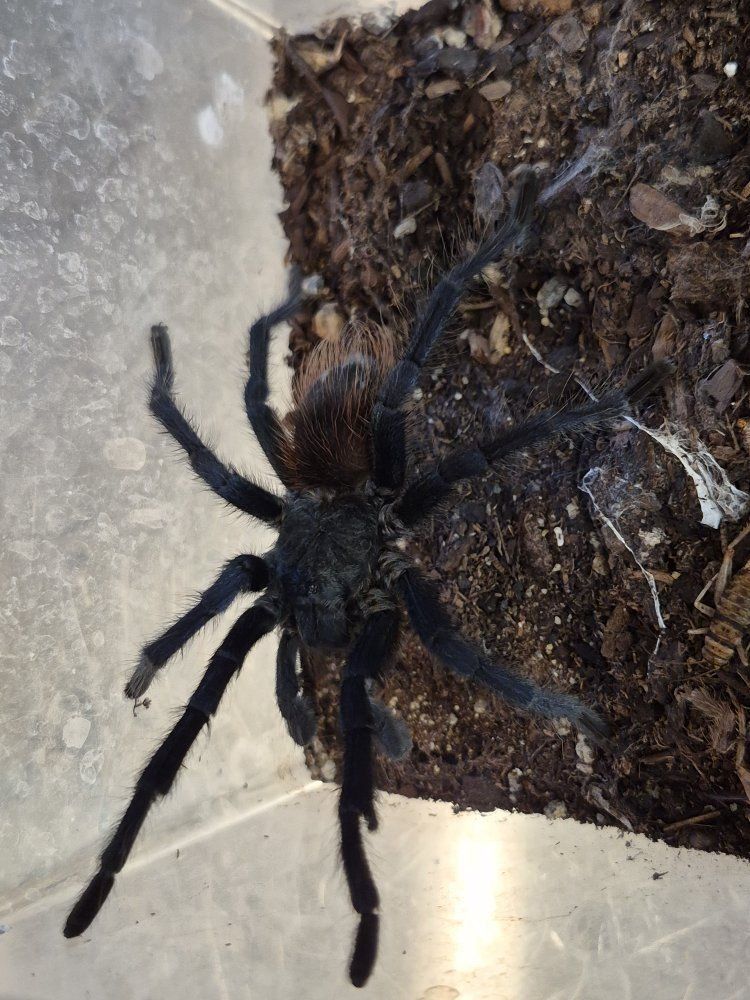 Brazilian blue male