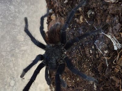 Brazilian blue male