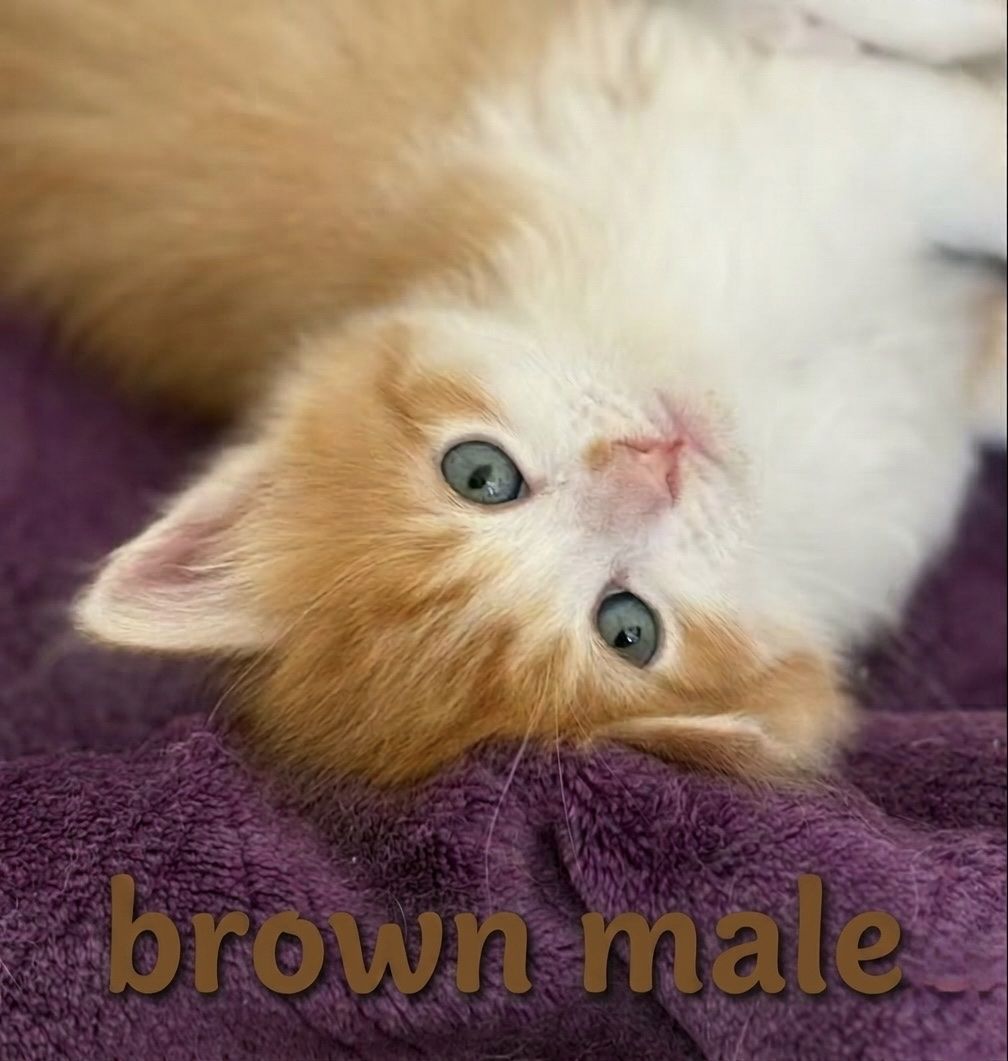🤍🧡Ready Now!! Long Haired Orange And White Kittens