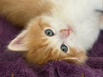 🤍🧡Ready Now!! Long Haired Orange And White Kittens