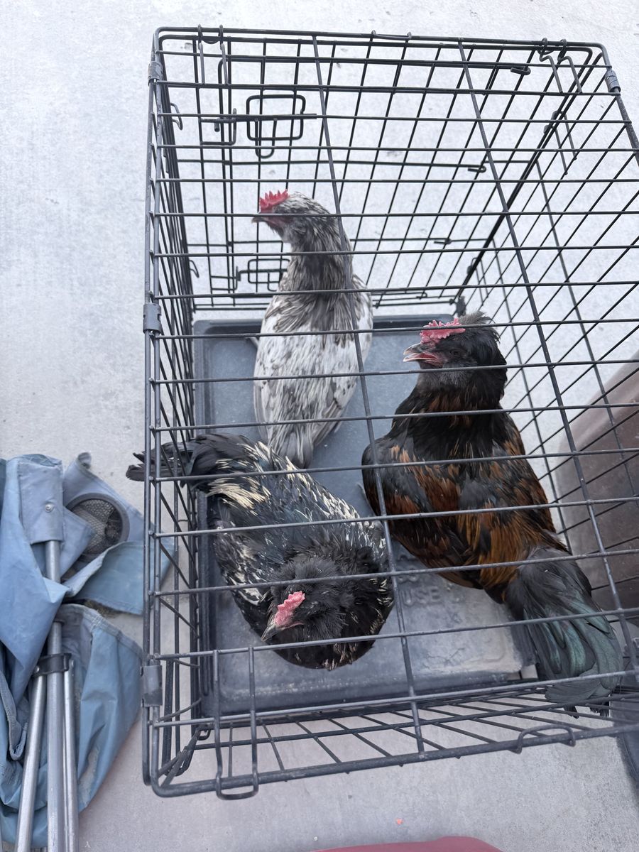 Free handsome roosters