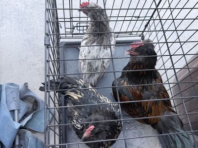 Free handsome roosters