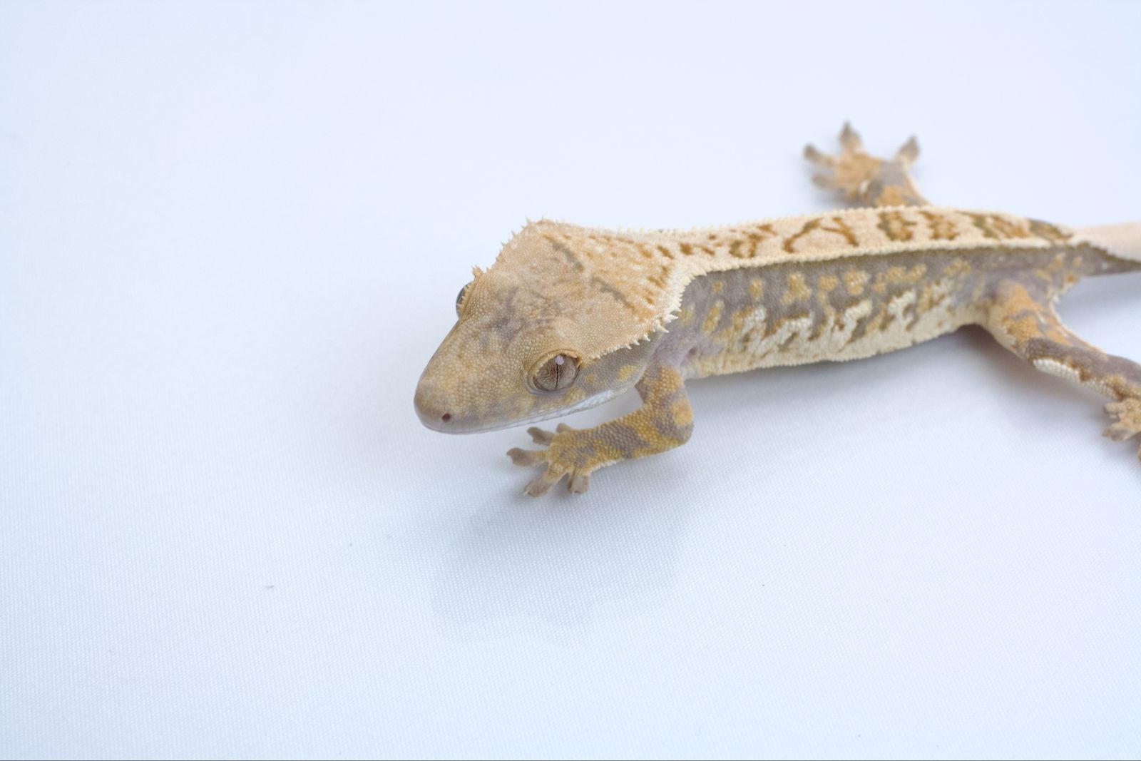 Main image 4