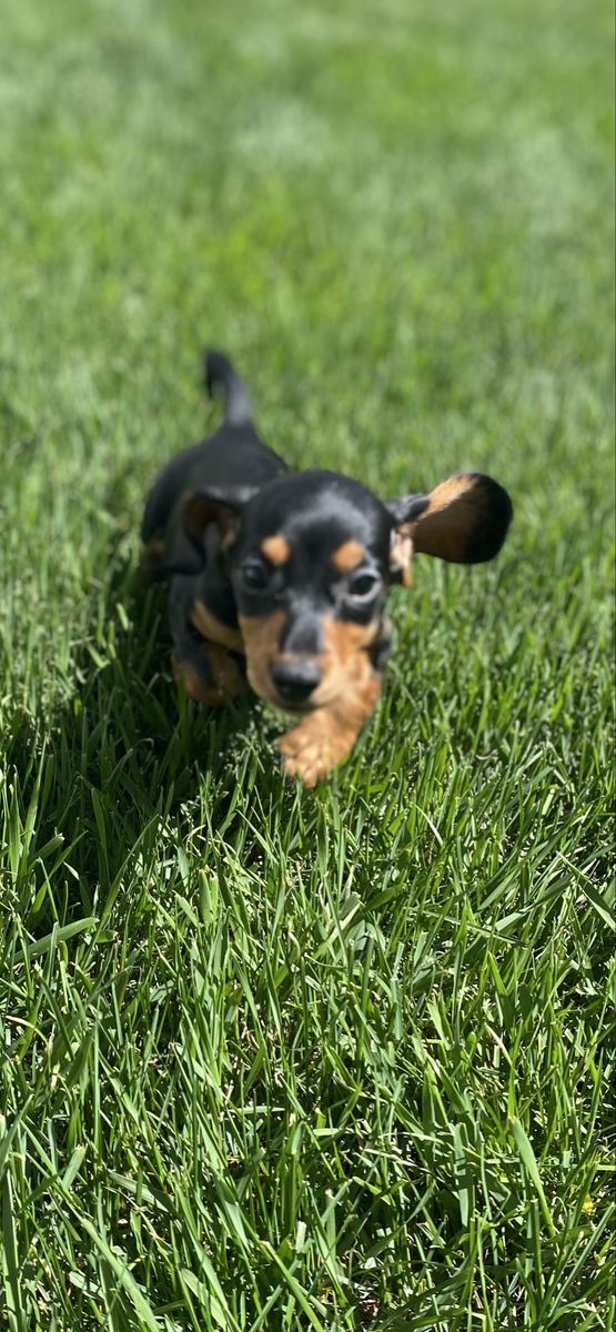 Kentucky bluegrass for sale