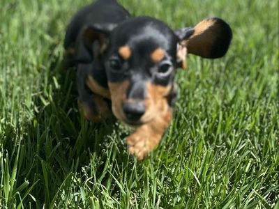 Kentucky bluegrass for sale