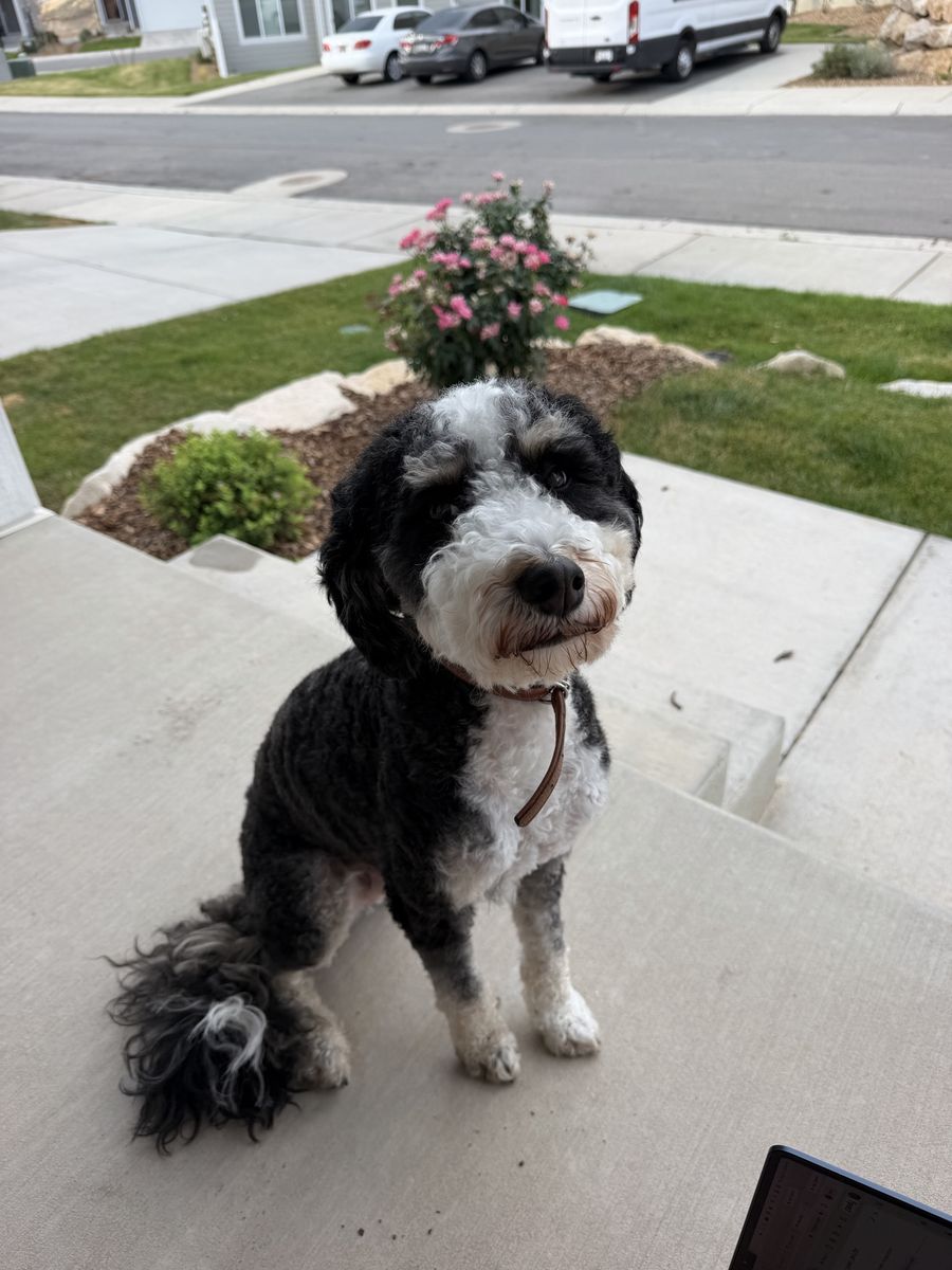 Mini Bernedoodle Dog 