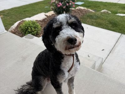 Mini Bernedoodle Dog