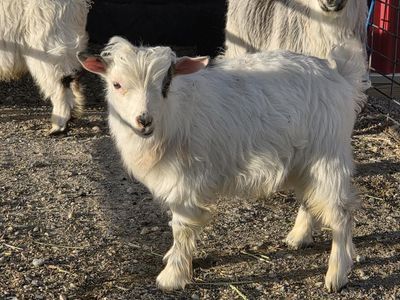 White mini silky fainting goat wether