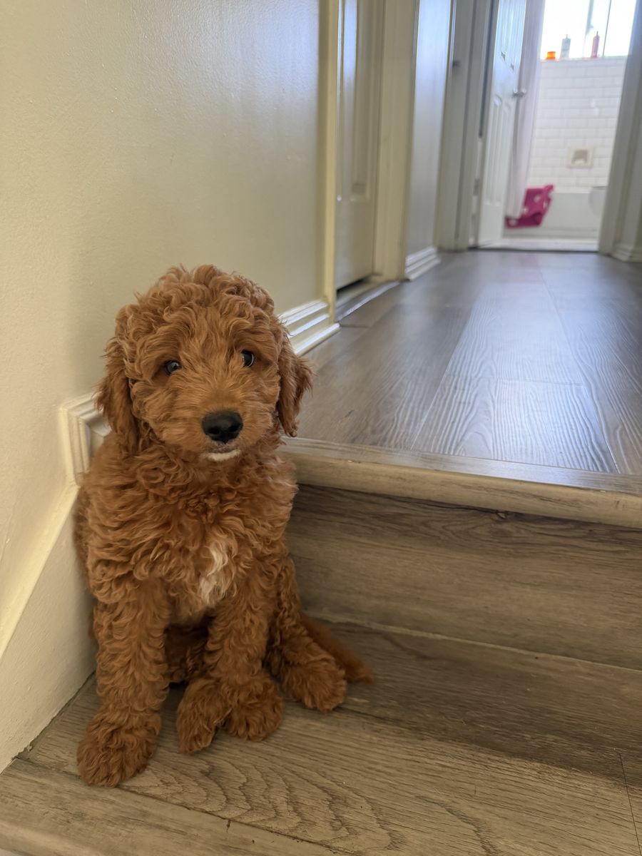 Mini Golden Doodle 