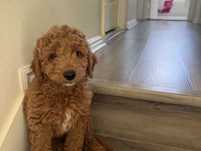 Mini Golden Doodle