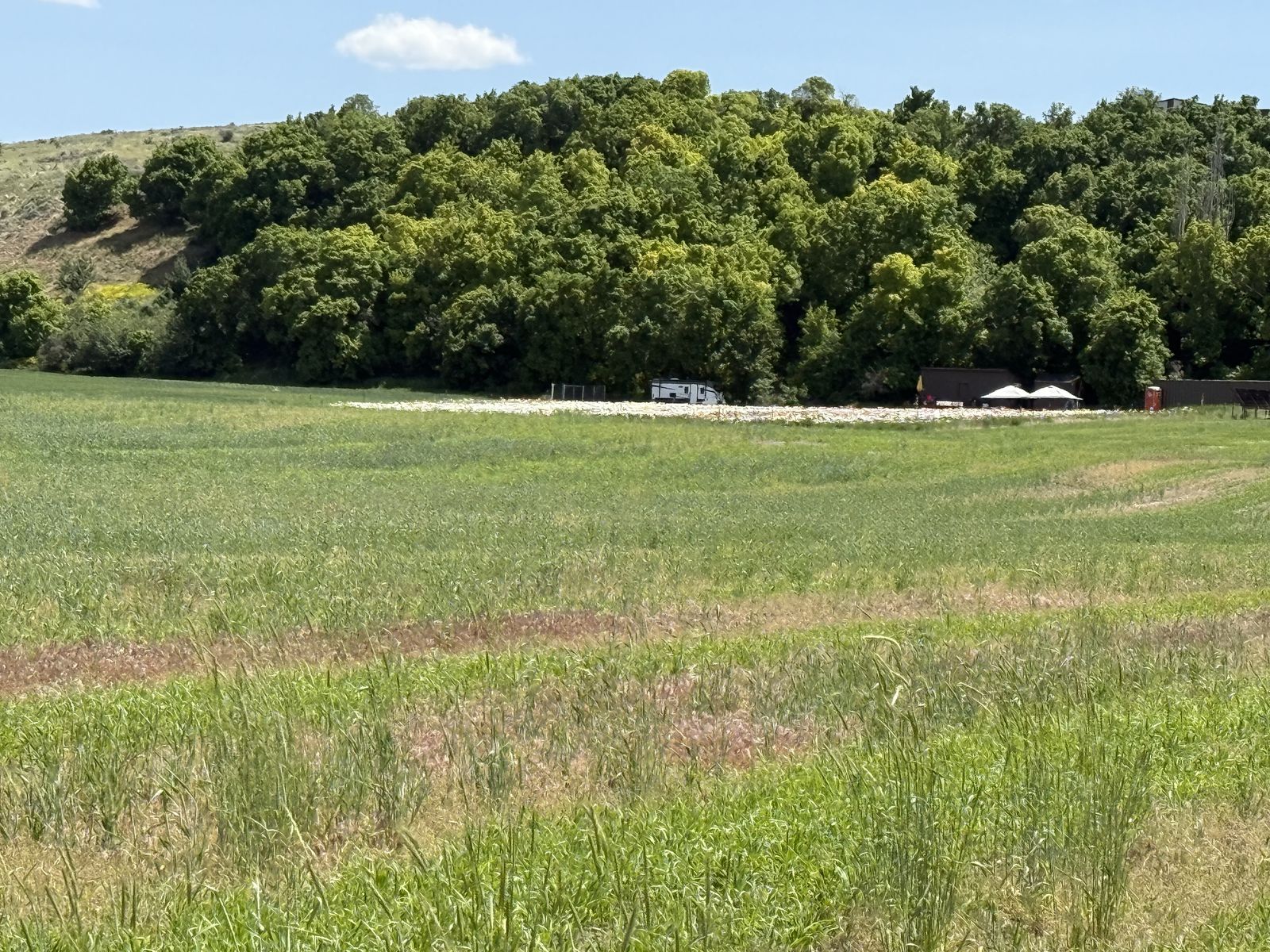 GOATS FOR RENT WANTED – Hyrum Area