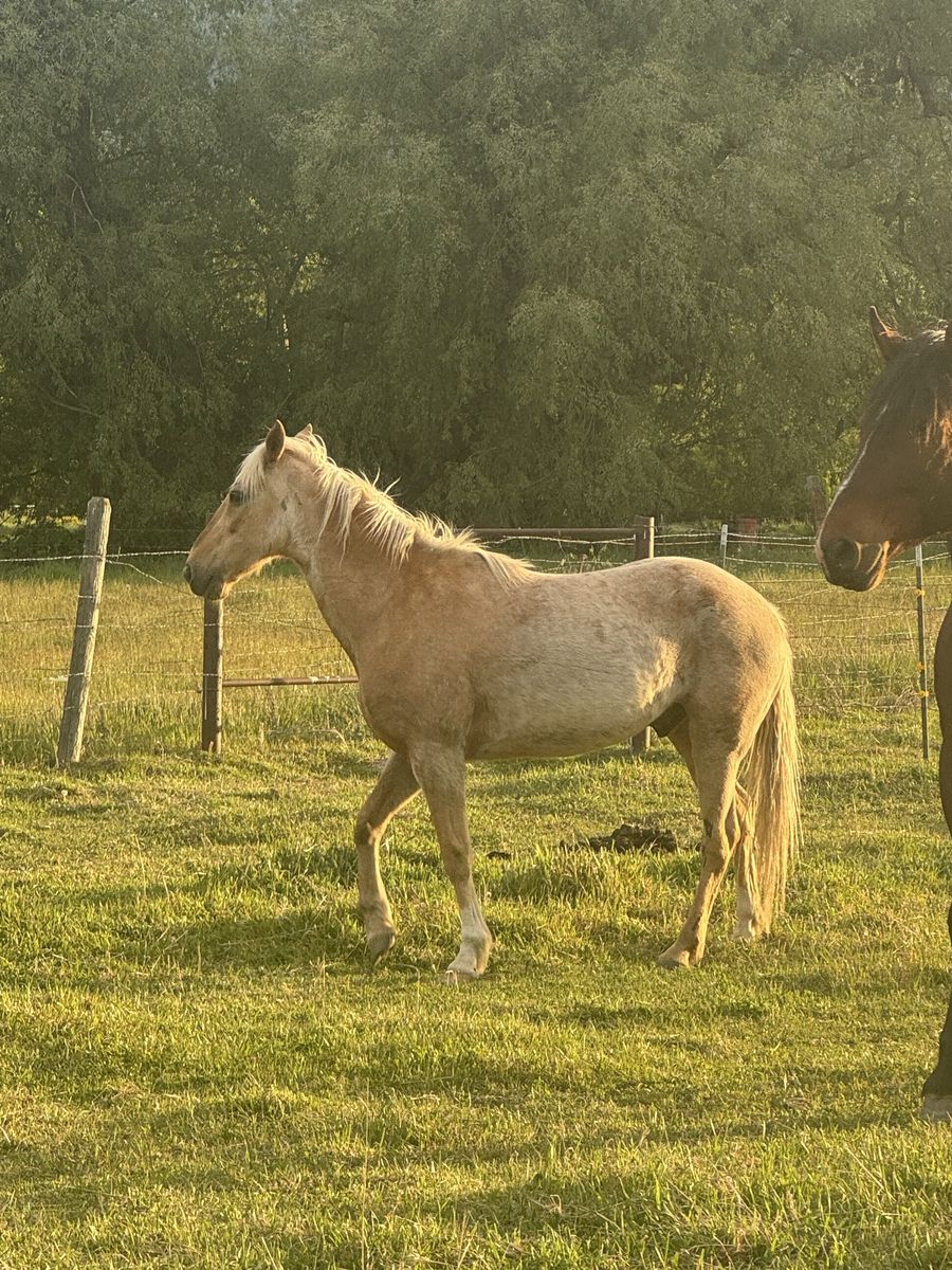 3 year old gelding