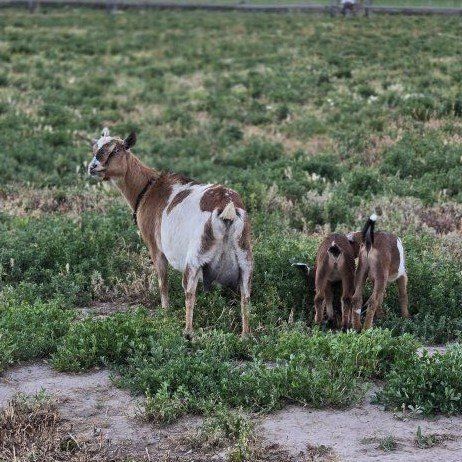 Goats for sale