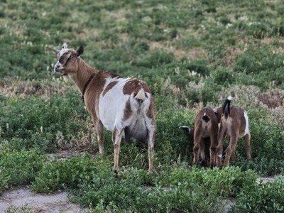 Goats for sale