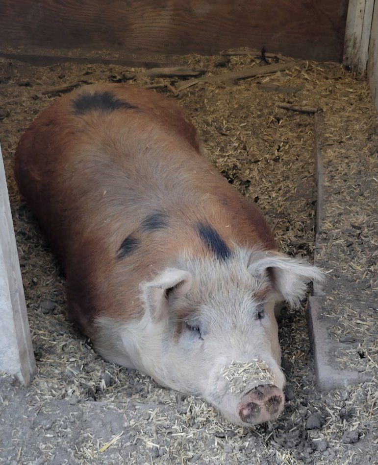 3 yr old Hereford Cross Boar
