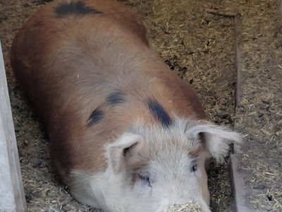 3 yr old Hereford Cross Boar