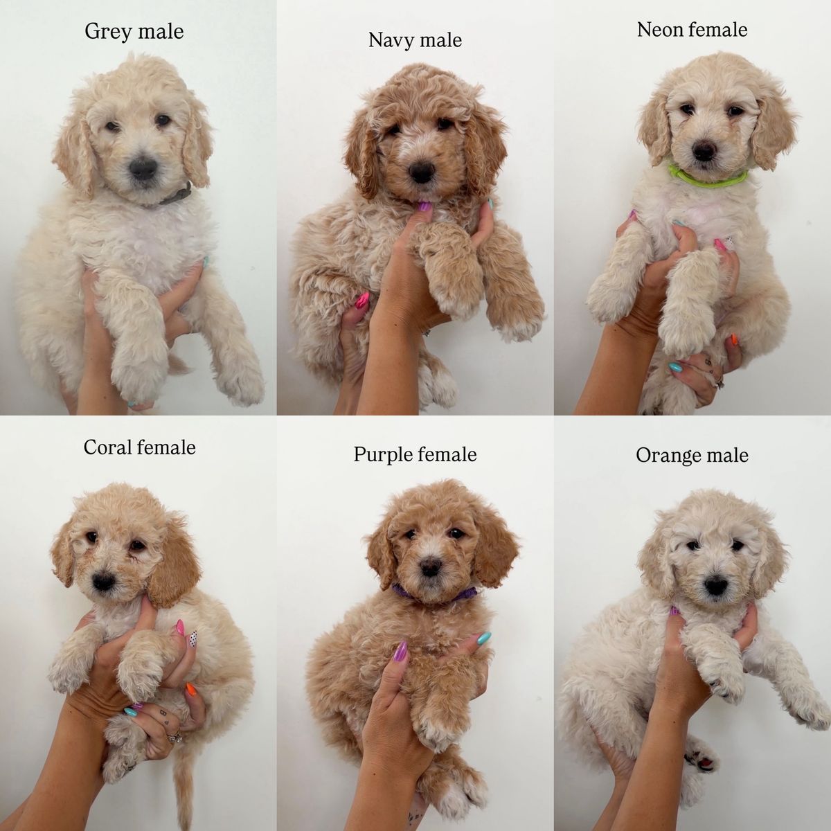 Medium Goldendoodle Puppies | Price Reduced | Ready Aug 21