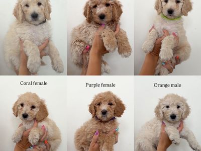Medium Goldendoodle Puppies | Price Reduced | Ready Aug 21