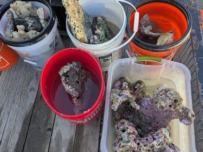 live rock/ sand/ tank.