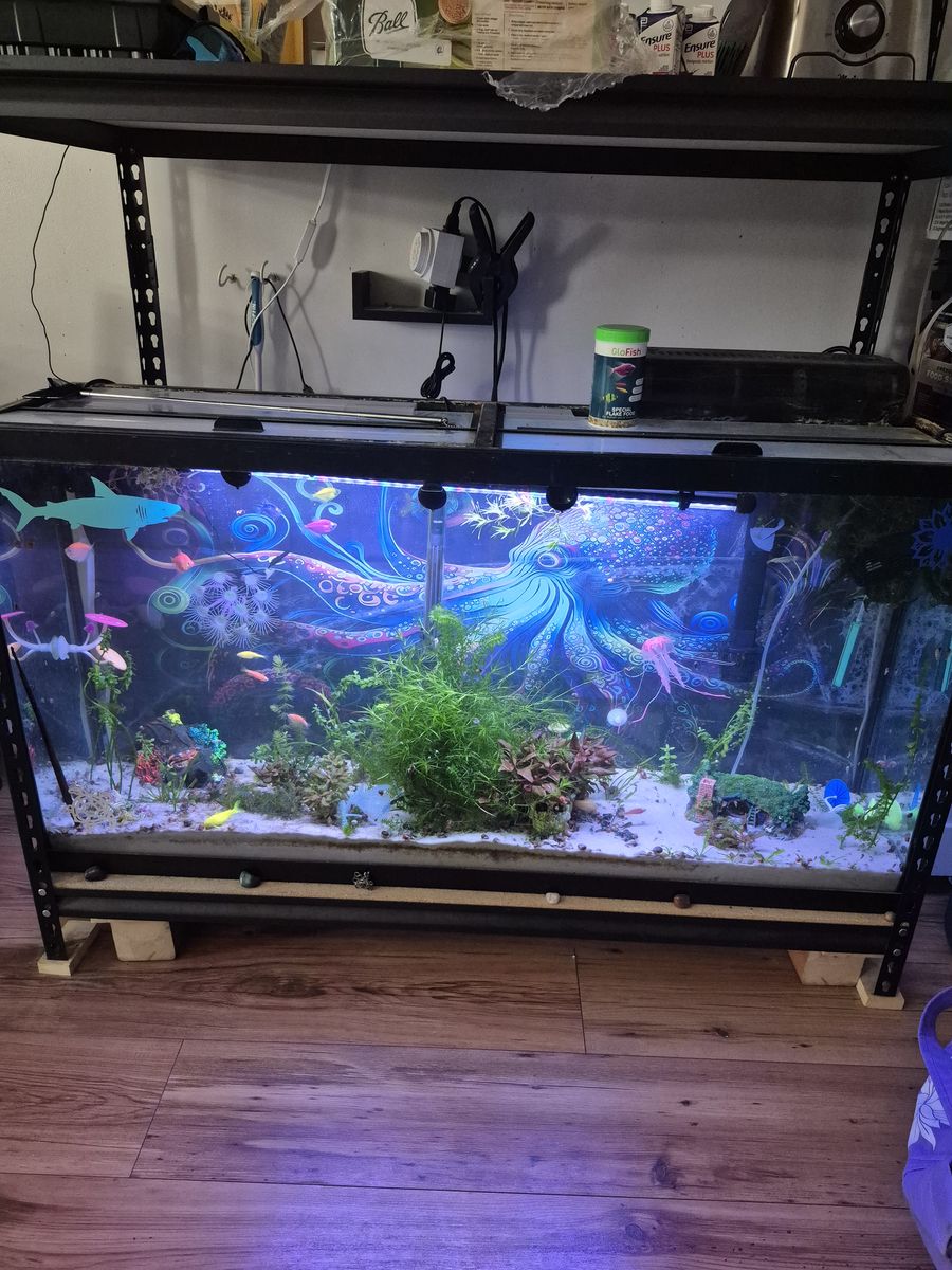 65 gallon fish tank