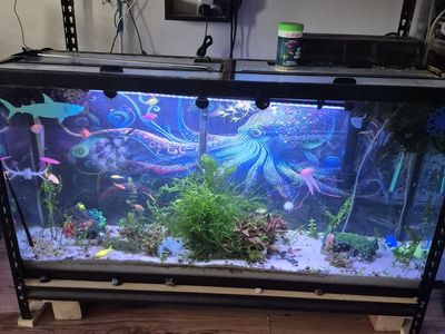 65 gallon fish tank