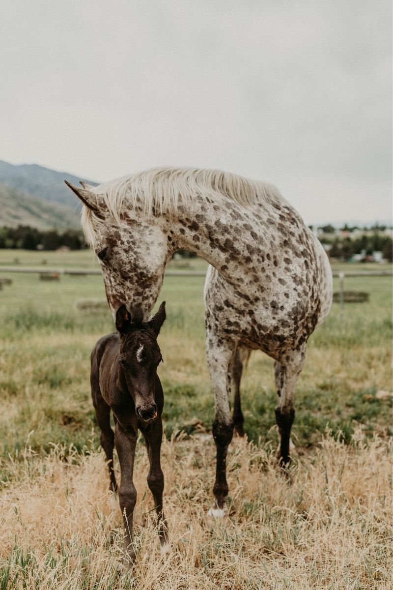 2026 Appy Colt