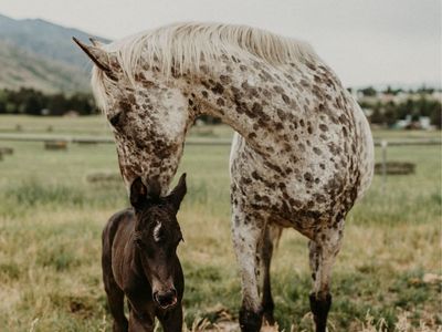 2026 Appy Colt