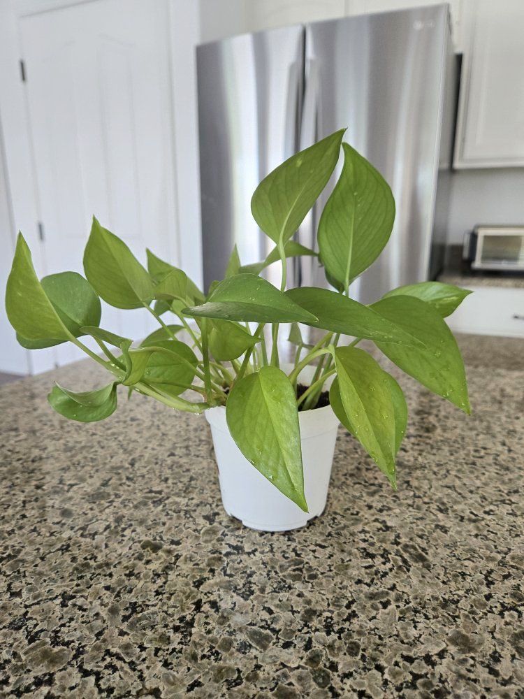 Mixed Varigated Pothos Plant