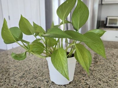 Mixed Varigated Pothos Plant