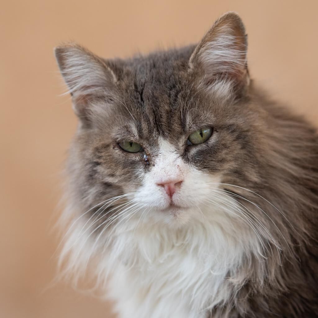 Hello my name is Gumby