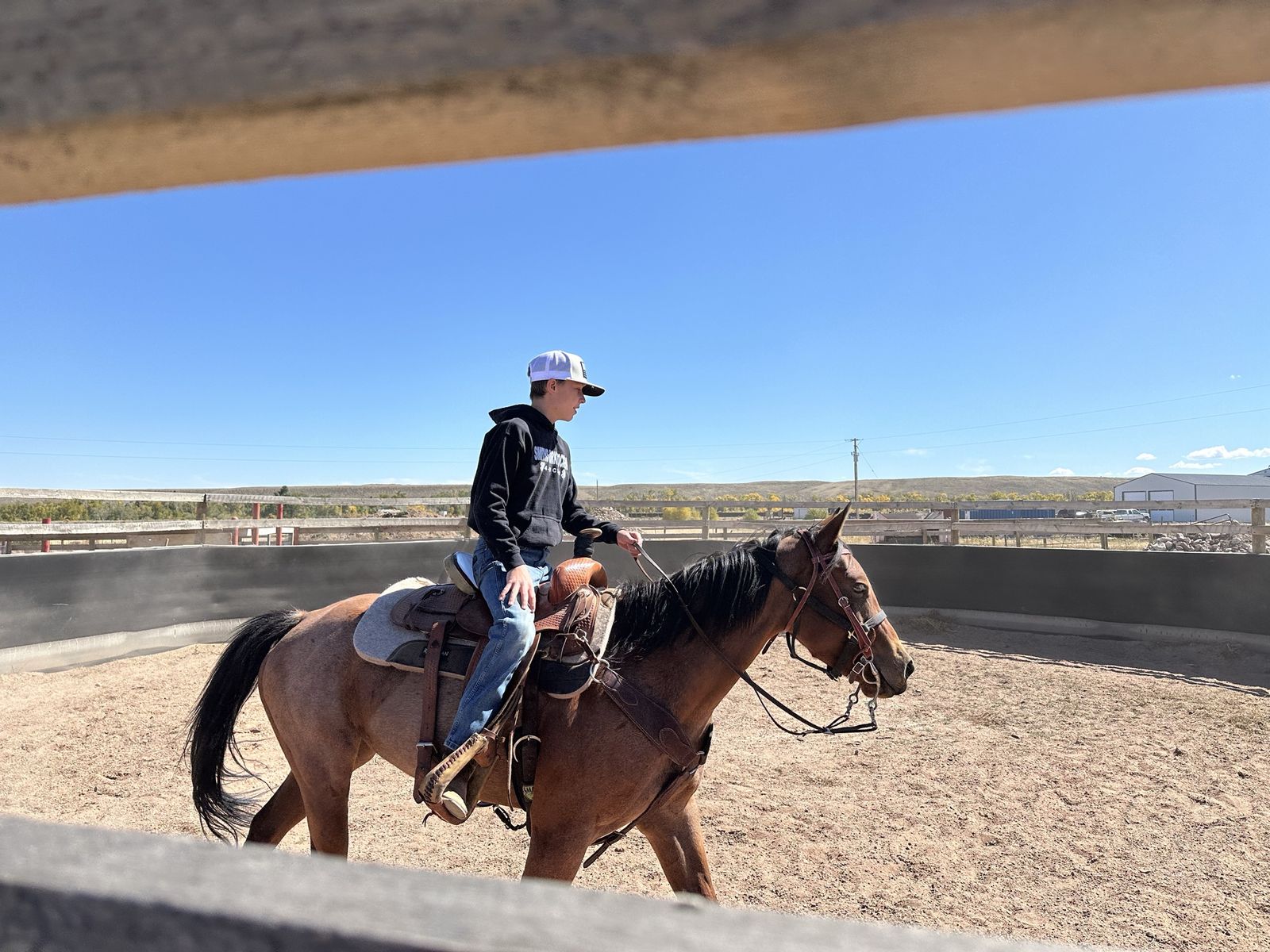10 year old mare