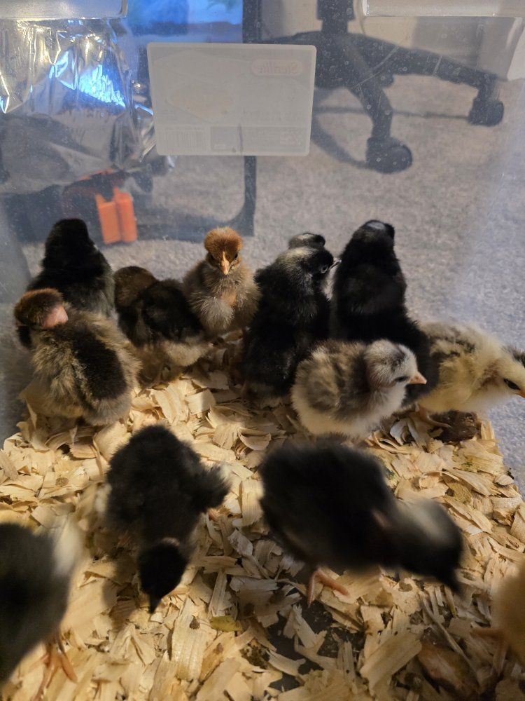Baby Chicks - Mixed Breed Poults for Sale, Various Colors, Young Healthy Birds